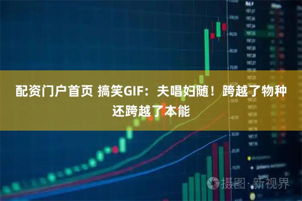 配资门户首页 搞笑GIF：夫唱妇随！跨越了物种还跨越了本能