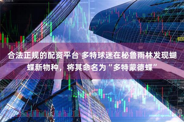 合法正规的配资平台 多特球迷在秘鲁雨林发现蝴蝶新物种，将其命名为“多特蒙德蝶”